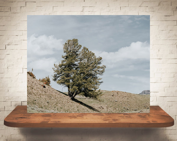 Yellowstone Tree Photograph