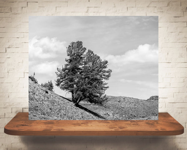 Yellowstone Tree Photograph Black White