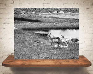 Yellowstone Pronghorn Photograph Black White