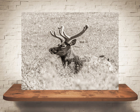 Yellowstone Elk Photograph Sepia