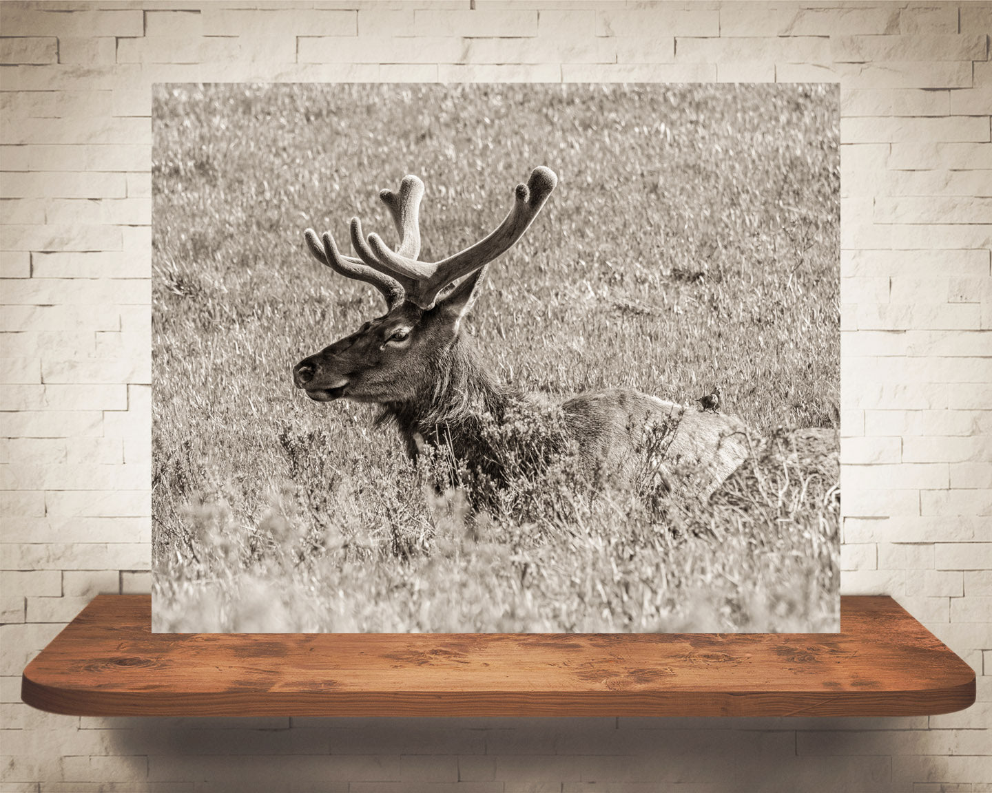 Yellowstone Elk Photograph Sepia