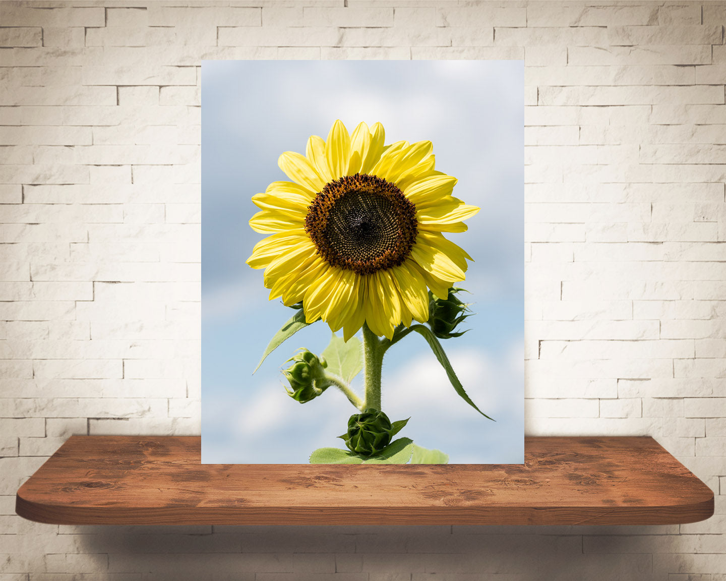 Yellow Sunflower Photograph