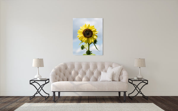 Yellow Sunflower Photograph