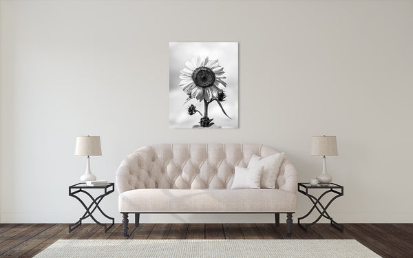 Sunflower Photograph Black White