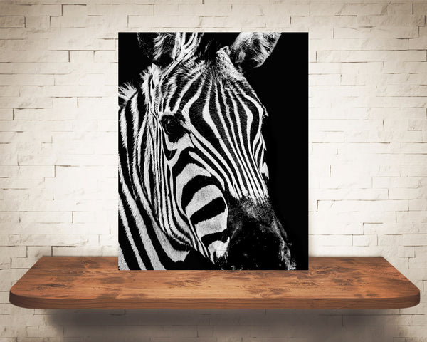 Zebra Photograph