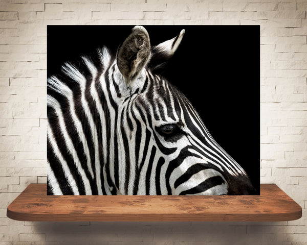 Zebra Photograph